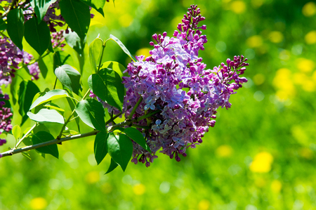 Texture, pattern, background. Lilac flowers. of a pale pinkish-violet color. Large garden shrub with purple or white fragrant flowers.の写真素材