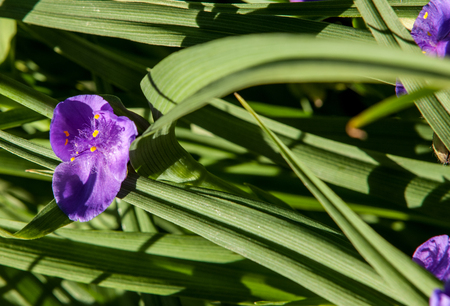TRADESCANTIA VIRGINIANA. The genus is named after John Tradescant 1608-1662 who served as gardener to Charles 1 of England.の写真素材