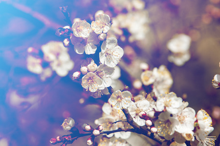 Texture, background, background, blossoming fruit trees, apricot tree blossoms.の写真素材