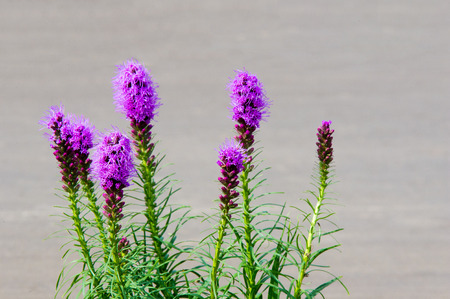 Liatris, gayfeatner, blazing old, and of-the bombsite and Genus Thap inkludes te blazing Stars of-Tkhe Daishi names.の写真素材