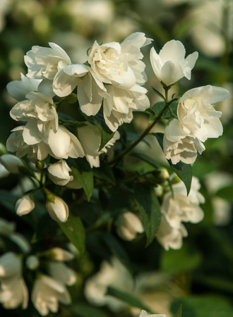 jasmine flowers. an Old World shrub or climbing plant that bears fragrant flowers used in perfumery or tea. It is popular as an ornamental.の写真素材