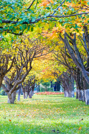 texture, background. Autumn alley of trees. wonderful time of year Indian summerの写真素材