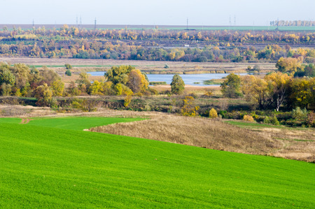 Autumn, winter wheat, winter grains, red yellow beautiful trees, bright green winter crops