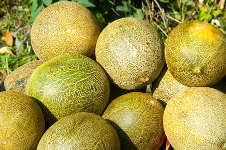Melon. A plant of the family. pumpkin, as well as a large sweet fruitの写真素材