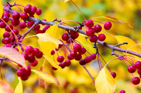 autumn. Golden autumn. Apples green red yellow on the treeの写真素材