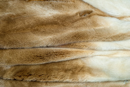 American mink (Neovison vison) is a semiaquatic species of mustelid. Very nice fur coat on a femaleの写真素材