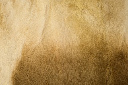 Texture, background. mink fur. Mink coat. Gold color mink fur. a small, semiaquatic, stoatlike carnivore native to North America and Eurasia. The American mink is widely farmed for its fur.の写真素材
