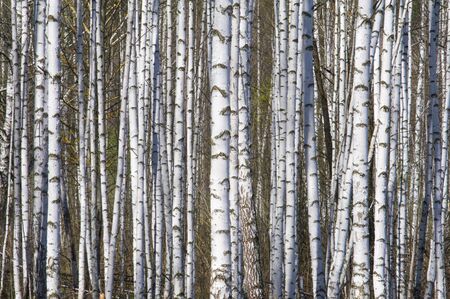 Spring landscape birch forest. April. Birches with the unblown leavesの写真素材