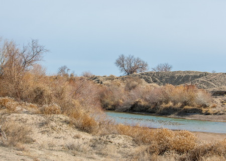 sand spring steppe. trees and sand on blue sky background. steppes of Kazakhstanの写真素材