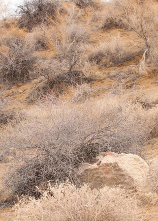 river in spring steppe. riverbank overgrown with reeds. water is pure emeraldの写真素材
