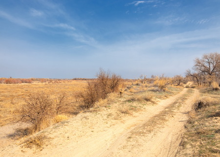 spring steppe. the nature wakes up after winter. last year's grass with trees in the desertの写真素材