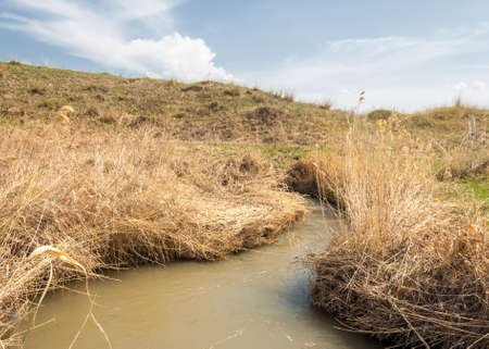 spring creek, on the shore of growing willow, Tien Shan foothillsの写真素材