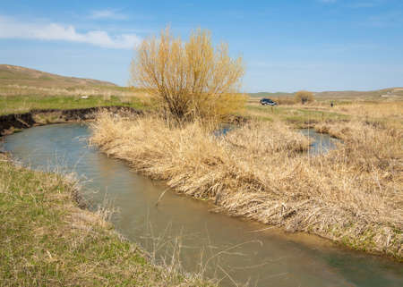 spring creek, on the shore of growing willow, Tien Shan foothillsの写真素材