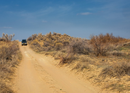 sand spring steppe. trees and sand on blue sky background. steppes of Kazakhstanの写真素材