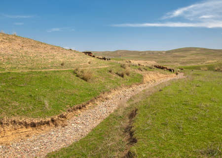 spring creek, on the shore of growing willow, Tien Shan foothills