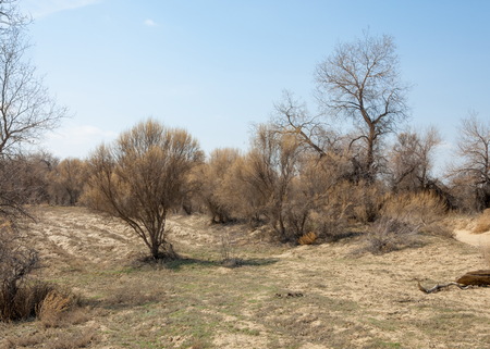 sand spring steppe. trees and sand on blue sky background. steppes of Kazakhstanの写真素材