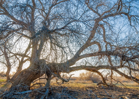spring steppe. the nature wakes up after winter. last year's grass with trees in the desertの写真素材