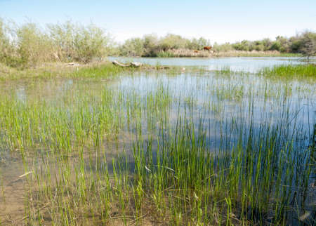 Steppe river reeds summer. views in the view of the river. small blue river by a sunny dayの写真素材