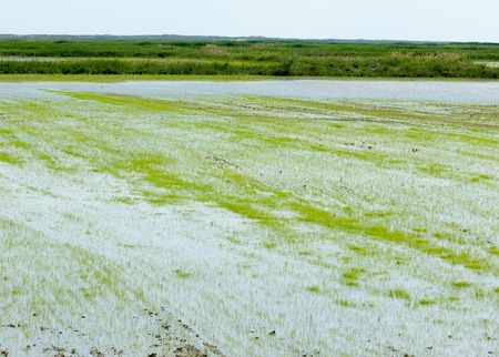 Rice paddies are flooded with water for growth. Green of rice in paddy rice field on the morning.の写真素材