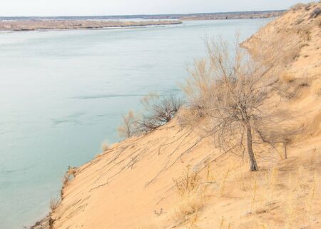 sand. spring. water. snow. Haloxylon. Central Asia,  Sinkiang,  Haloxylon ammodendron, Haloxylon persicum,  white saxaul, Saxaul Sparrow, Plantae, Angiosperms, Eudicots, Core eudicots, Caryophyllales, Amaranthaceae, Salsoloideae, dry, desert, sky, blue, nの写真素材