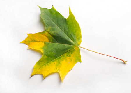 texture, background. Maple Leaves yellow shades of red and gold. the leaf of the maple, used as an emblem of Canada. On a white background.の写真素材