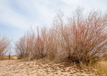spring steppe. the nature wakes up after winter. last year's grass with trees in the desertの写真素材