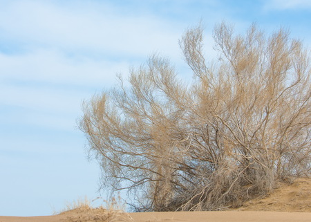 sand spring steppe. trees and sand on blue sky background. steppes of Kazakhstanの写真素材