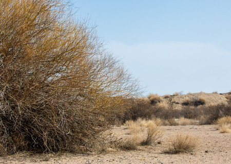 sand spring steppe. trees and sand on blue sky background. steppes of Kazakhstan