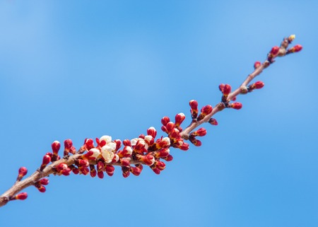 Blooming Tree In Spring With Shallow Depth Of Field.  Spring trees in bloom. beautiful closeup spring blossoming tree.の写真素材