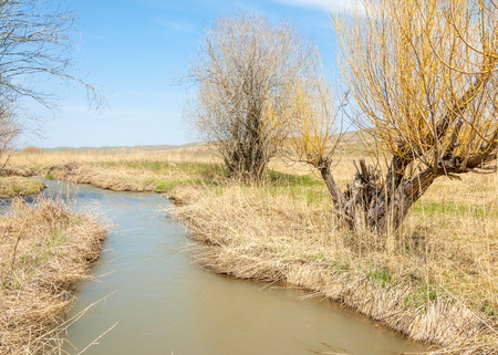 spring creek, on the shore of growing willow, Tien Shan foothills