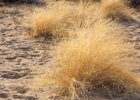 spring steppe. the nature wakes up after winter. last year's grass with trees in the desertの写真素材