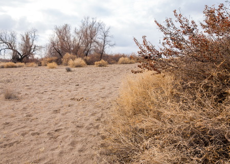 spring steppe. the nature wakes up after winter. last year's grass with trees in the desertの写真素材