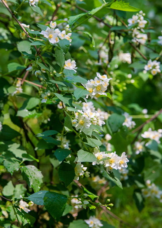 jasmine flowers. an Old World shrub or climbing plant that bears fragrant flowers used in perfumery or tea. It is popular as an ornamental.の写真素材