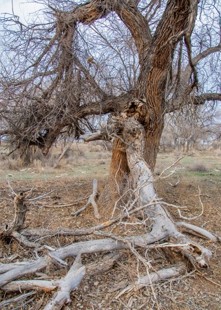 spring steppe. the nature wakes up after winter. last year's grass with trees in the desertの写真素材