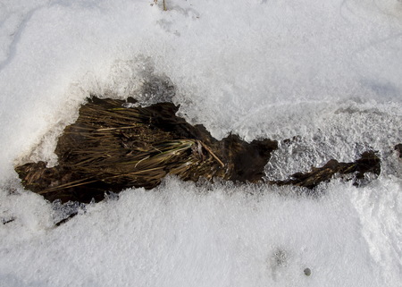 Last spring snowの写真素材