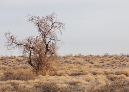steppes of Kazakhstan, lonely tree in early spring.の写真素材