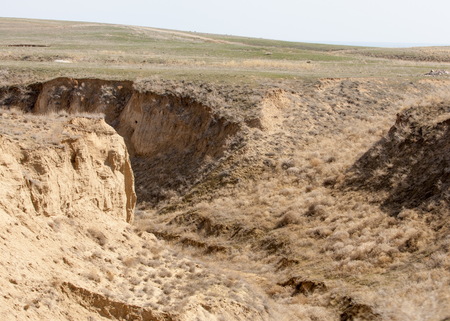 sand spring steppe. trees and sand on blue sky background. steppes of Kazakhstanの写真素材
