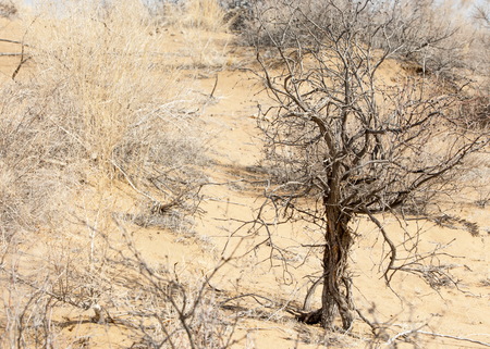 sand spring steppe. trees and sand on blue sky background. steppes of Kazakhstanの写真素材