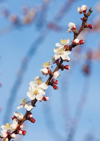 river in spring steppe. riverbank overgrown with reeds. water is pure emeraldの写真素材