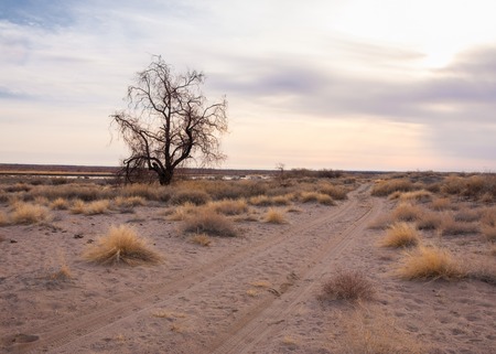 steppes of Kazakhstan, lonely tree in early spring.の写真素材