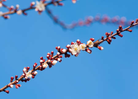 river in spring steppe. riverbank overgrown with reeds. water is pure emeraldの写真素材