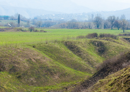 Spring field with alfalfa. Spring field with alfalfa growing near the mountains