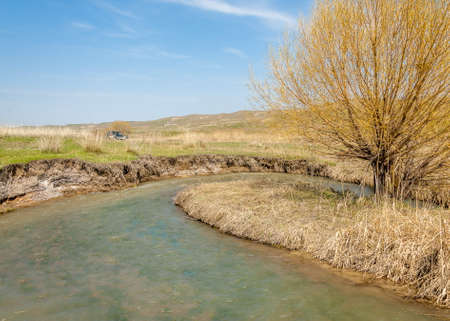 spring creek, on the shore of growing willow, Tien Shan foothills