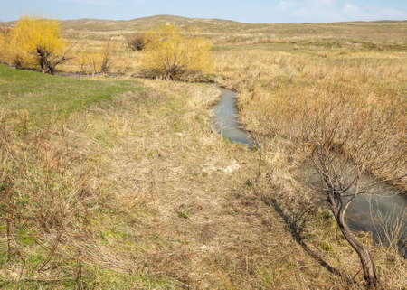 spring creek, on the shore of growing willow, Tien Shan foothillsの写真素材