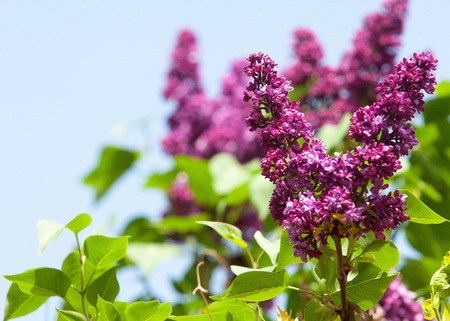lilac flowers.  Large garden shrub with purple or white fragrant flowers.の写真素材