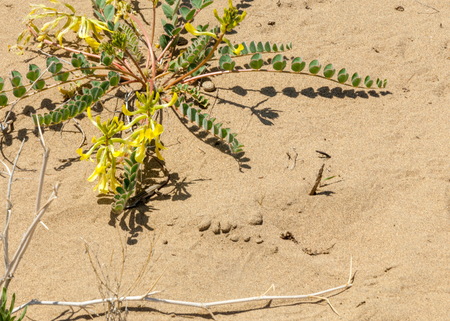 Sands Desert Spring. spring under the scorching sun in the semi-desert sands bloomの写真素材