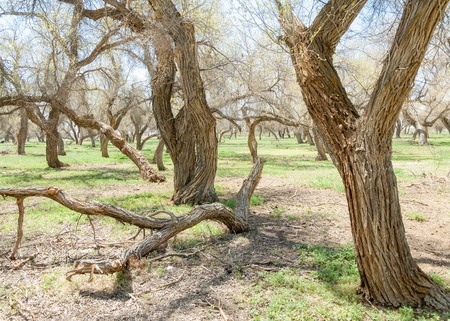 Spring Grove in turanga. diversifolia Schrenk, Populus euphratica,  Euphrates Poplar,  poplar.の写真素材