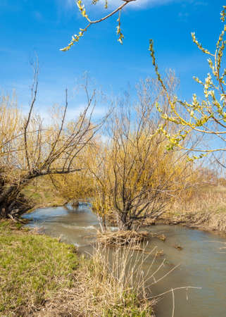 spring creek, on the shore of growing willow, Tien Shan foothillsの写真素材