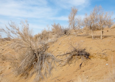 sand spring steppe. trees and sand on blue sky background. steppes of Kazakhstanの写真素材