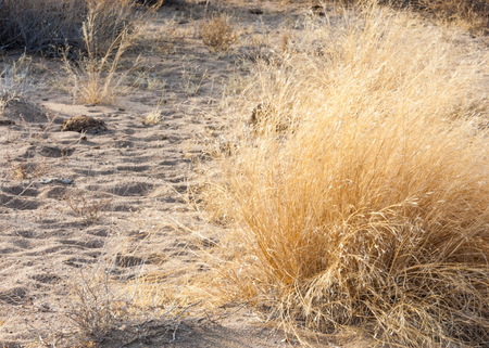 spring steppe. the nature wakes up after winter. last year's grass with trees in the desertの写真素材